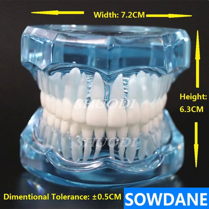1 Piece Dental Standard Tooth Model Orthodontic Model for Patient