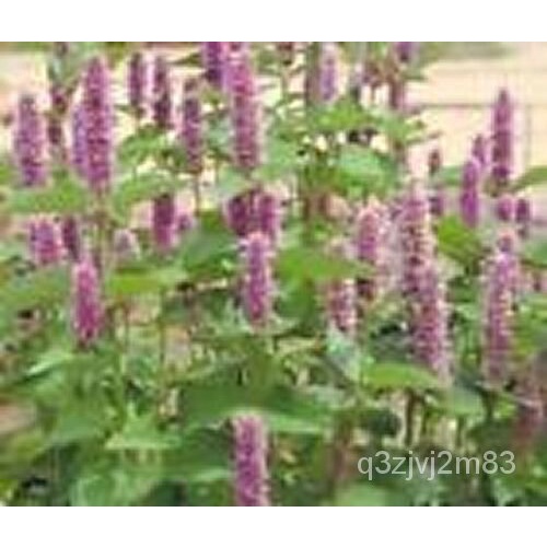 Hyssop- Lavender-Agastache Foeniculum-100Seed-/tie/women's wear ...