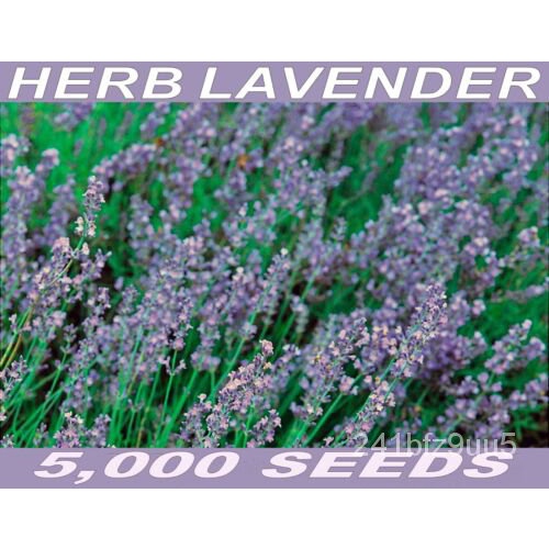 5,000 ENGLISH LAVENDER VERA SEEDS Bulk Pack Fresh Seed Fragrant