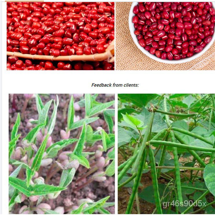 Azuki | Adzuki | Red Mung Beans | Red Beans | Aduki Beans to grow ...