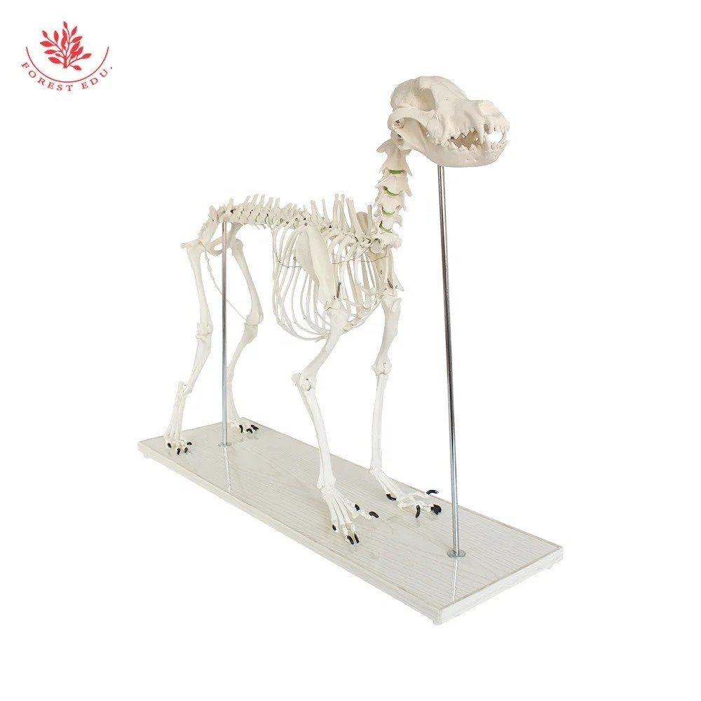 Vet study Medical Animal Anatomy Wolf Dog Skeleton Model Canine ...