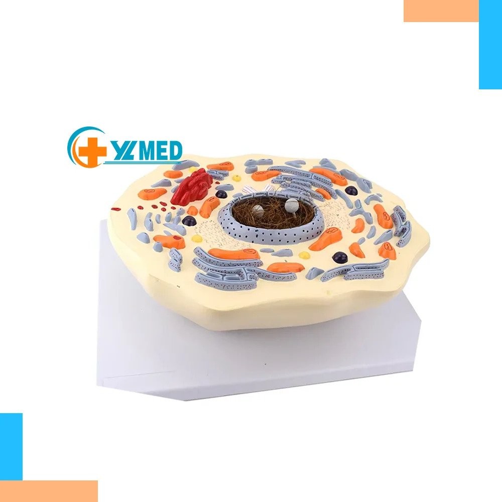 Medical teaching model Intuitive teaching AIDS animal cell ...