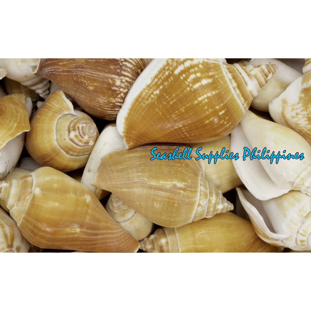 250 Grams Canarium Sea Shells for Resin Fillers, Arts & Crafts Use ...