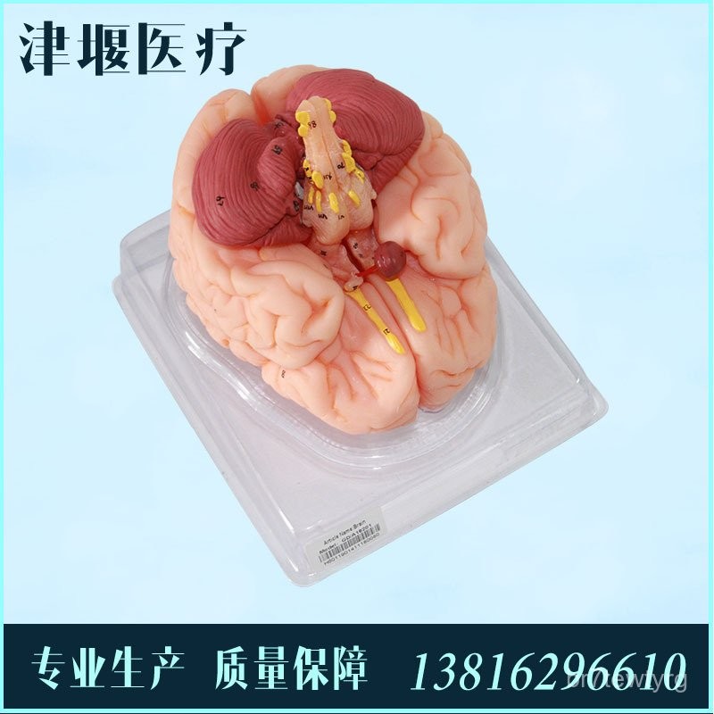 ATBJ Model Model Brain Human Body Dam Model Brain Model Brand ...