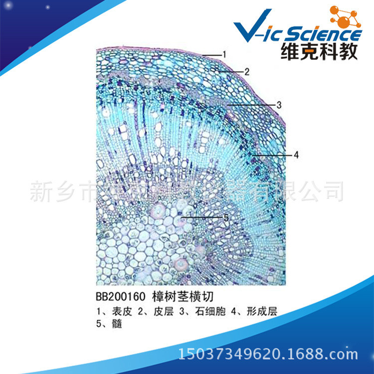 BYIX Microscope Abnormal Camphor Trees and Plant Species stem Cross ...