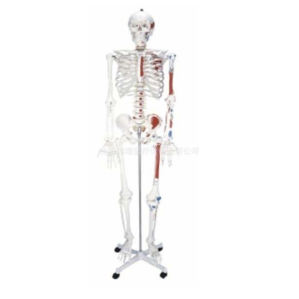 IBFL Production Art Women Model Skeleton Professional Use Origin and ...