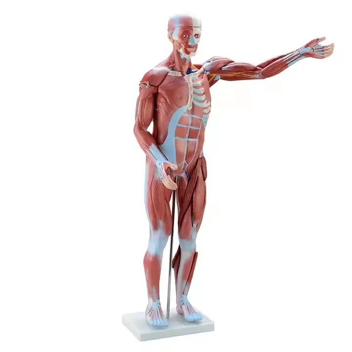 80CM Human Whole-body Muscle Model Visceral Organ Anatomical Structure ...