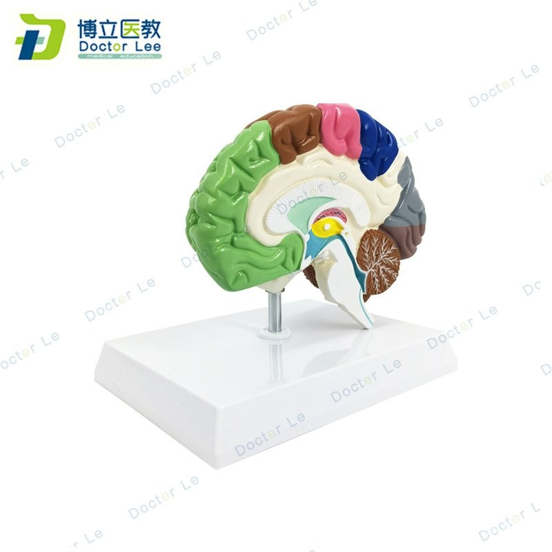 KWWS Brain Model Brainstem Neurological Model Brain Structure Brain ...