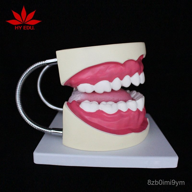 OLJP Model Tongue Teaching Model Dental Model Human Oral Movable ...