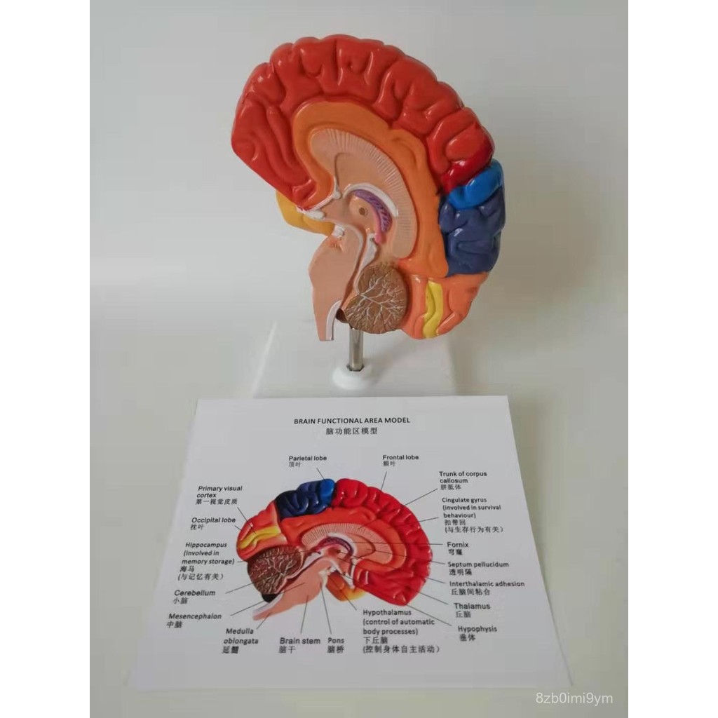 LLL7 Brain Function Model Anatomy Brain Brain Anatomy Human Brain Areas ...