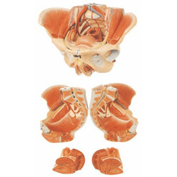 2S3D Nerve Vascular Urinary Organ Model Reproductive and Communicating ...