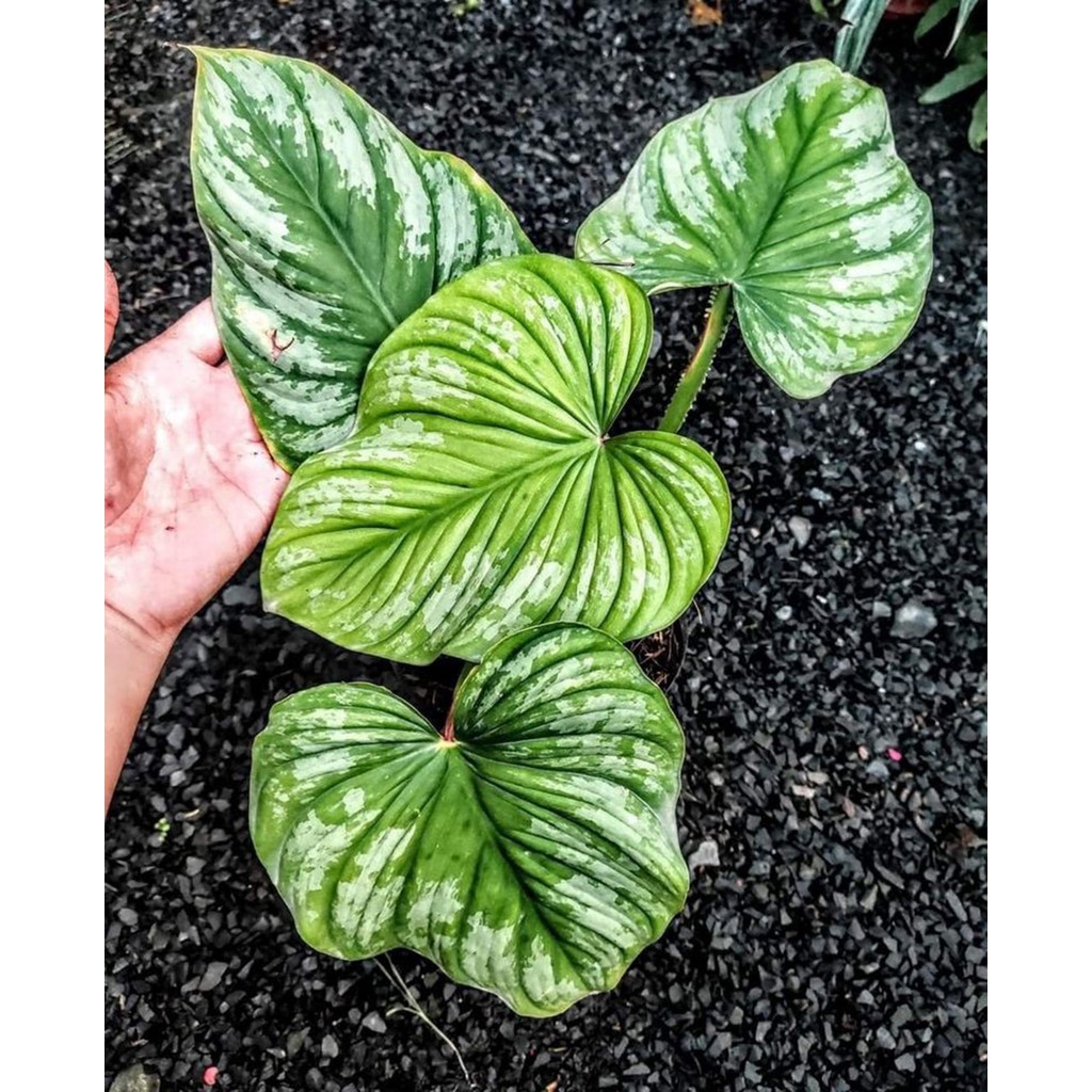 Philodendron Silver Cloud Mamei Cutting (Seller Code: 1 LNR)) Plus FREE ...