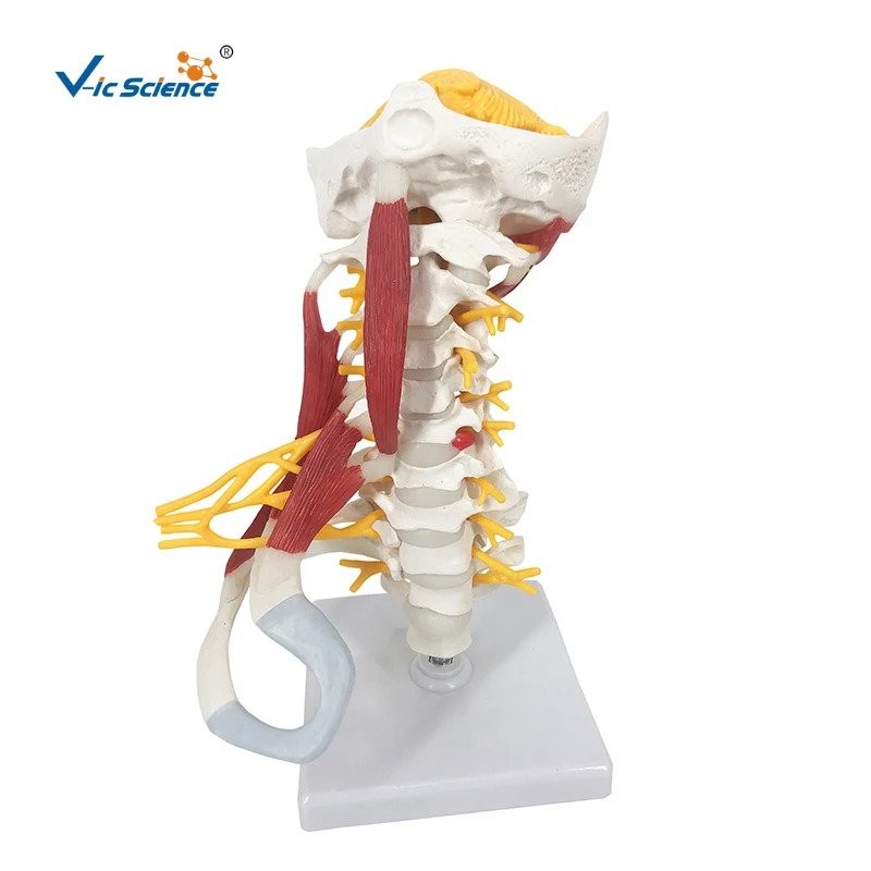 PVC Cervical Vertebral Column With Spinal Nerves And Arteries | Shopee ...