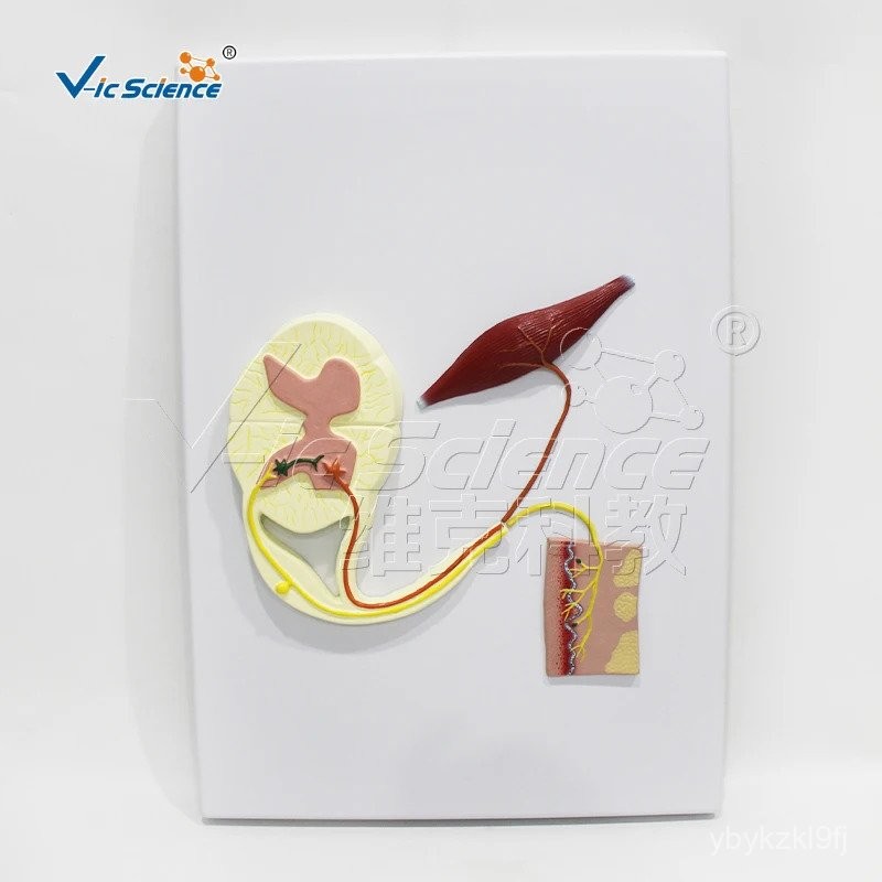 Functional modeling of the spinal cord (reflex arc nerve conduction ...