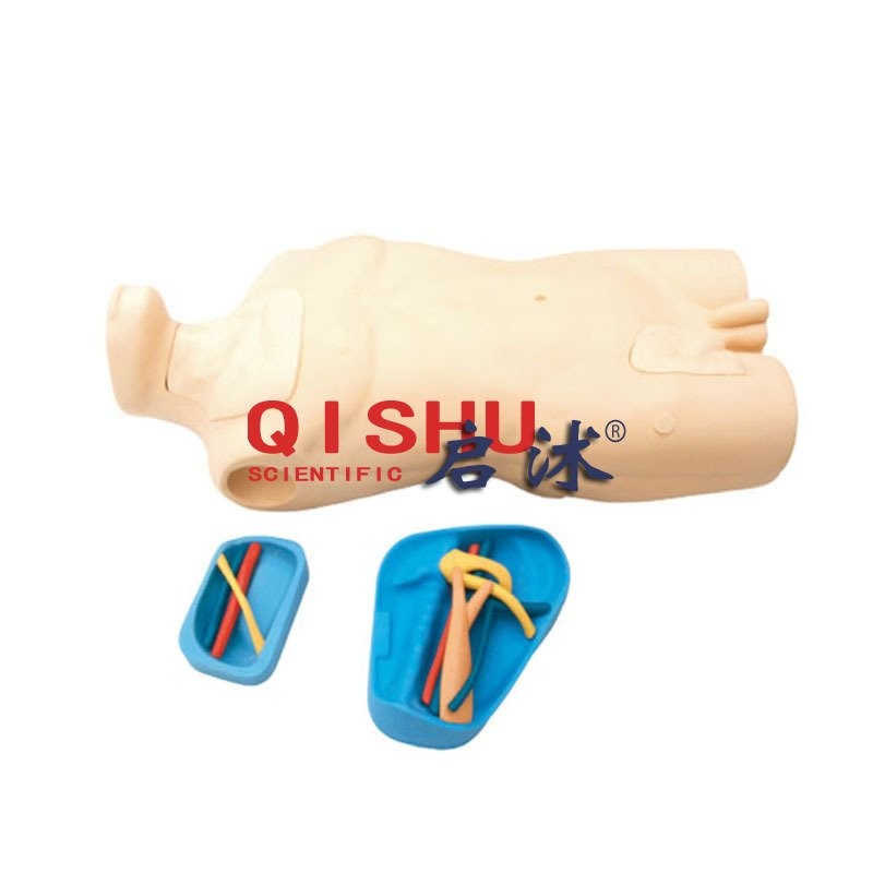 HD7X L69A Vein trunk model vein/Diagnostic Injection Central Torso ...