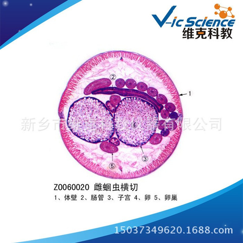 FGWN Glass Slide Microscope Cross Section Animal and Plant Teaching ...