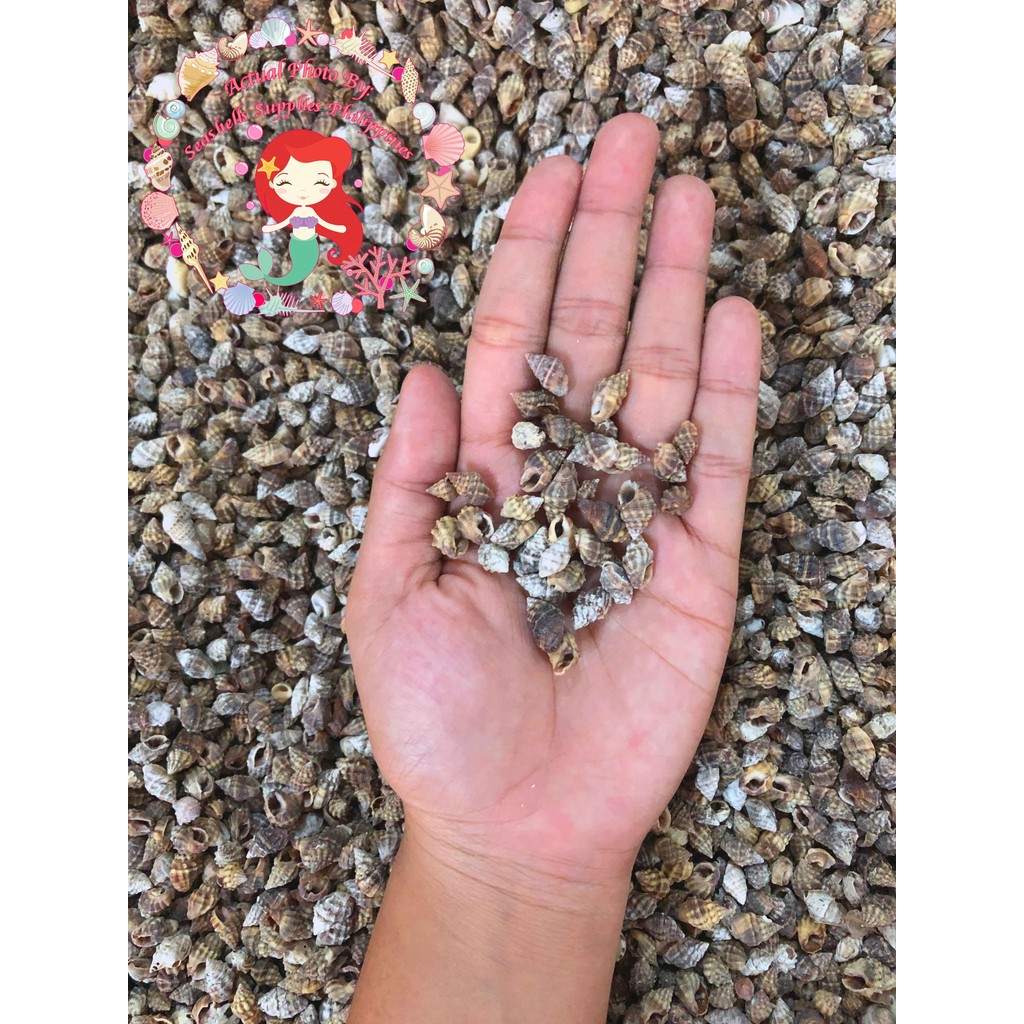 SUPER TINGI TRIAL PACK - 50 GRAMS | Rotong | Horrid Nassa Seashells ...