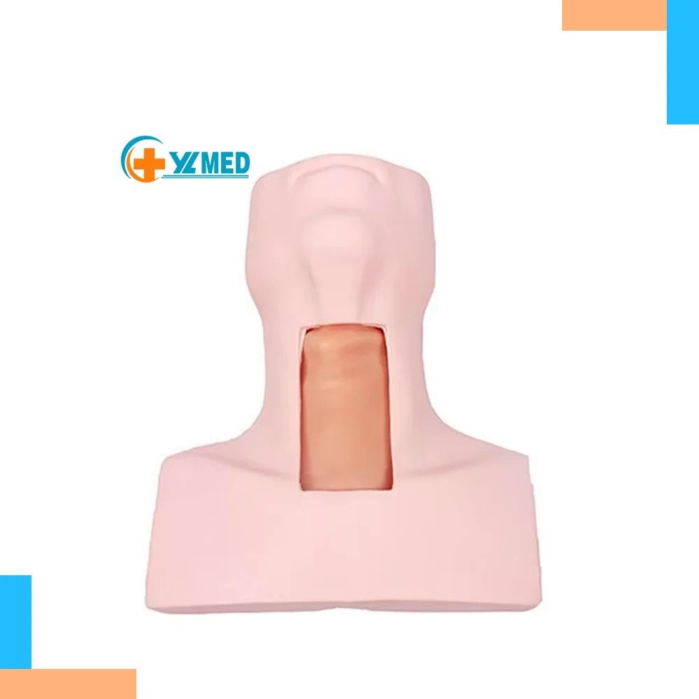 Tracheotomy intubation training model Endotracheal operation training ...