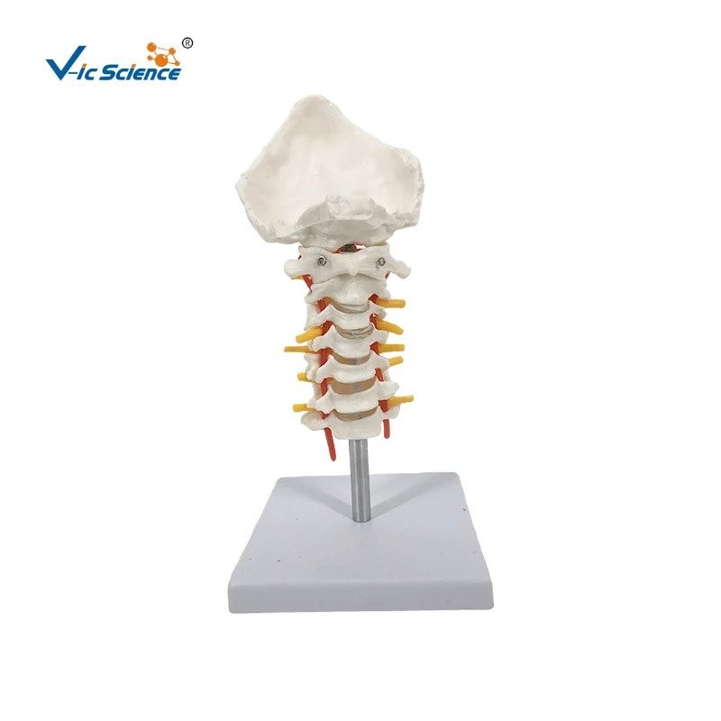PVC Cervical Vertebral Column With Spinal Nerves And Arteries | Shopee ...