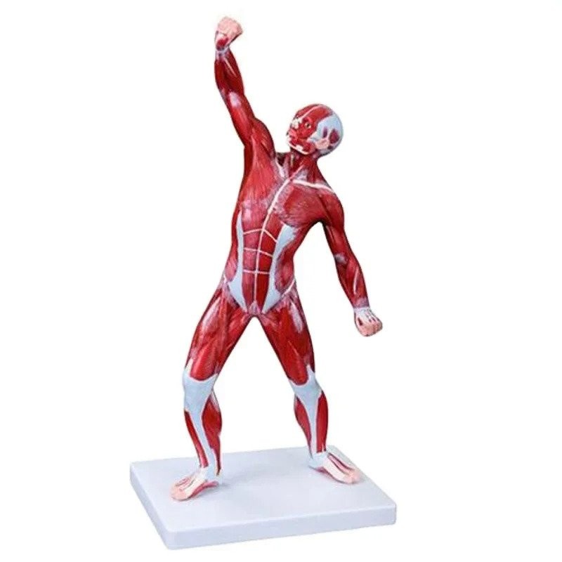Human muscle model male (1 Part) human muscle anatomy model human ...