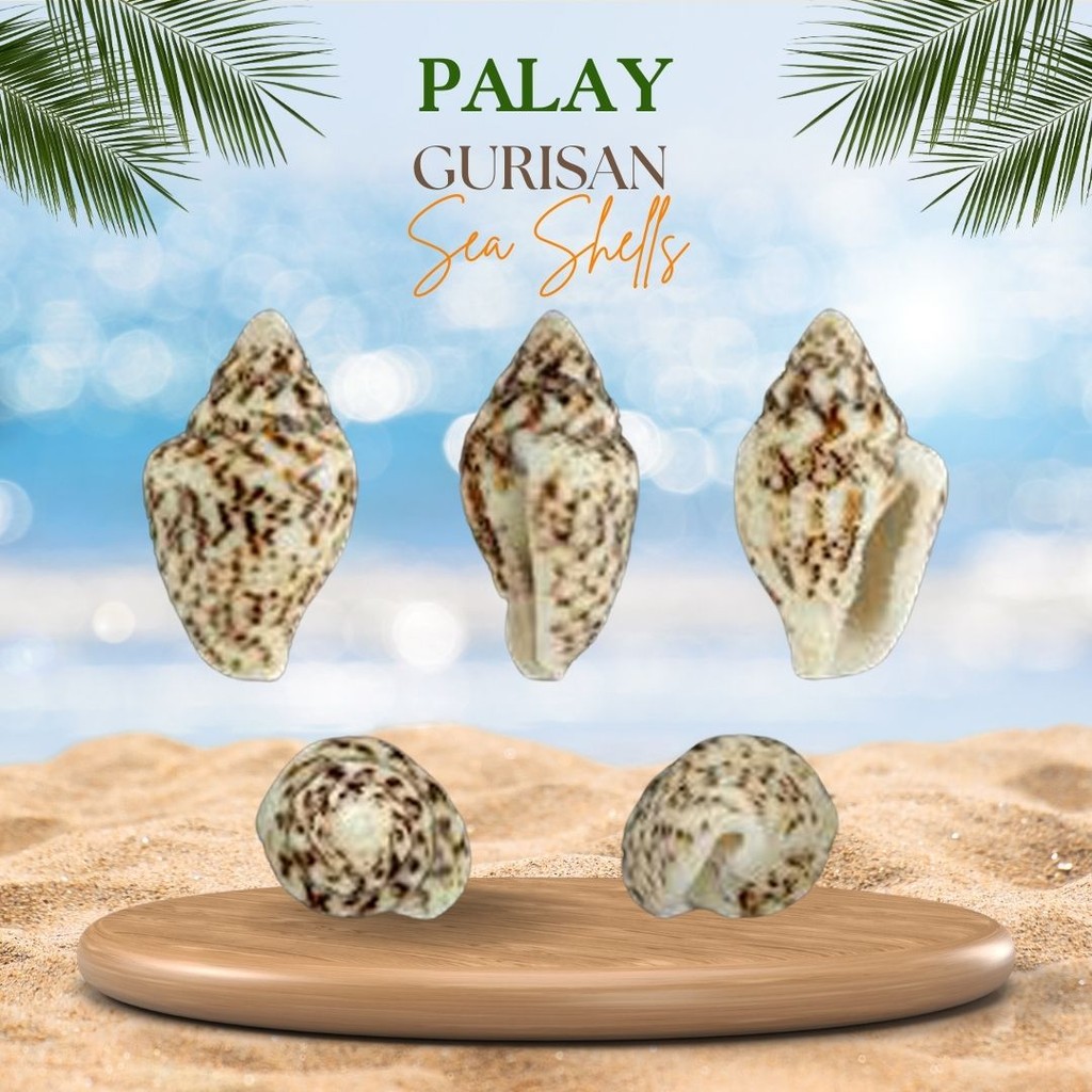 1 Kilo | Palay | Dotted Dove Shell | Gurisan Seashells | Shopee Philippines