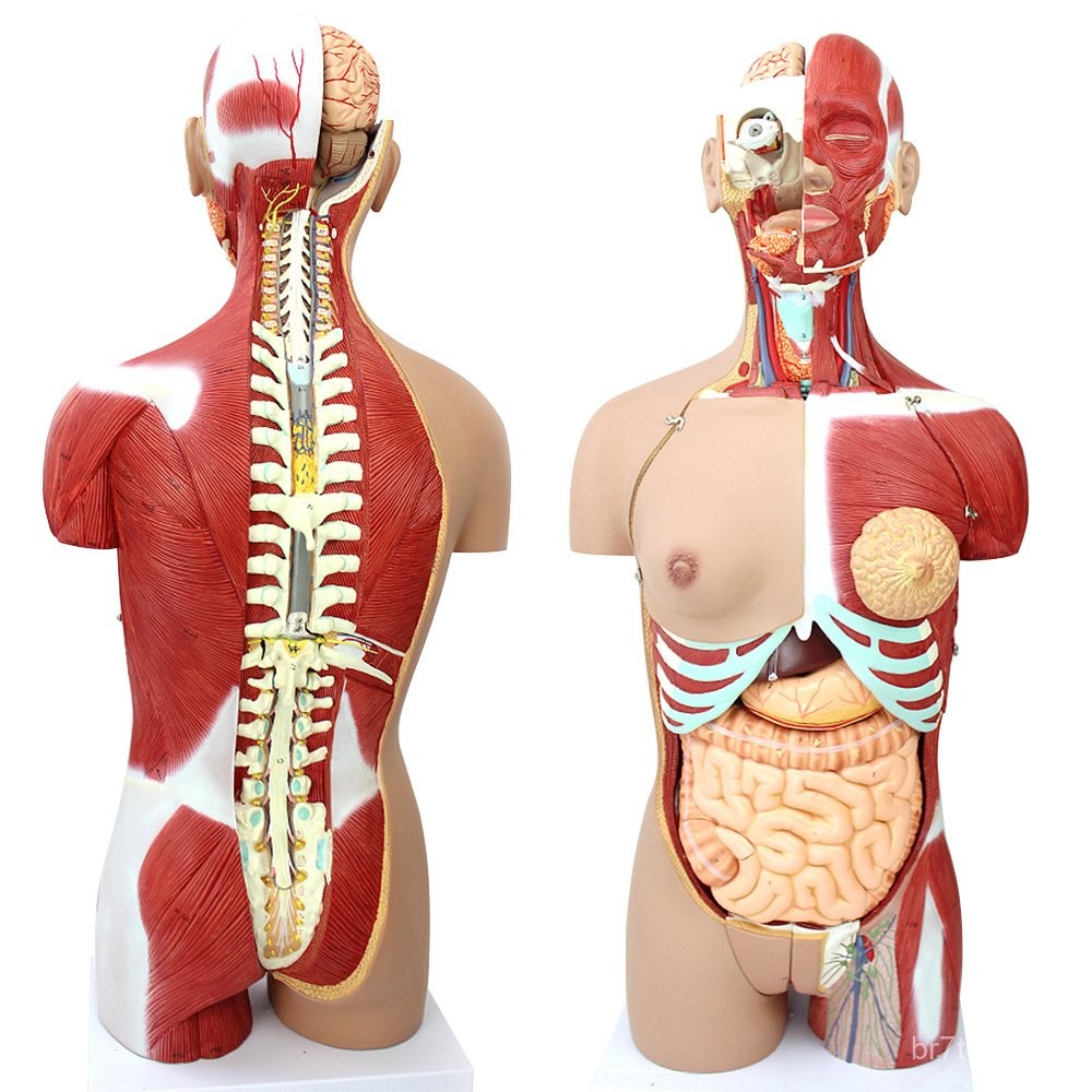 IPMP Viscera85CM Dissection Instrument Medical Anatomy Model Organ ...