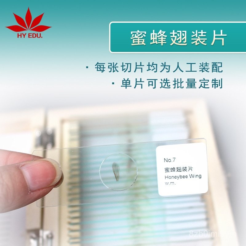 4ZZB Single Slide Microscope Prepared Specimen Insect Biological Set ...