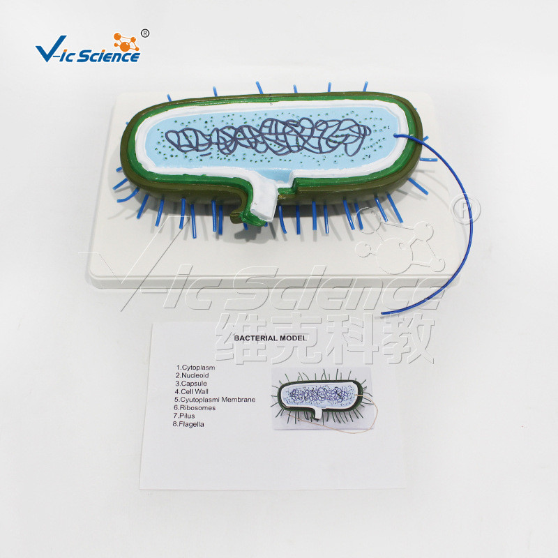 SKEP Model Bacillus Teaching Model Large Intestine VIC-3216-9 ...
