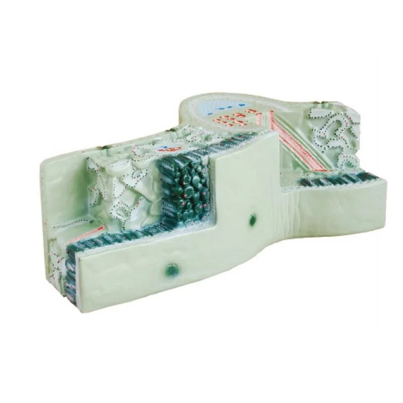 Medical Teaching Resource Science Biology Leaf Structure Anatomy Model