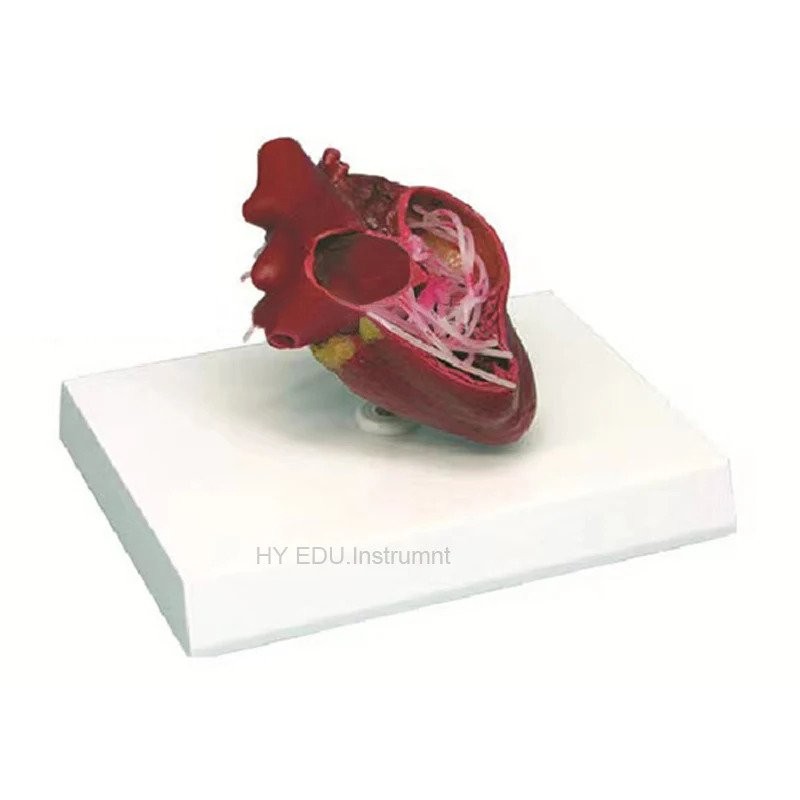 direct factory dog heart anatomy filaria parasite canine heartworm ...