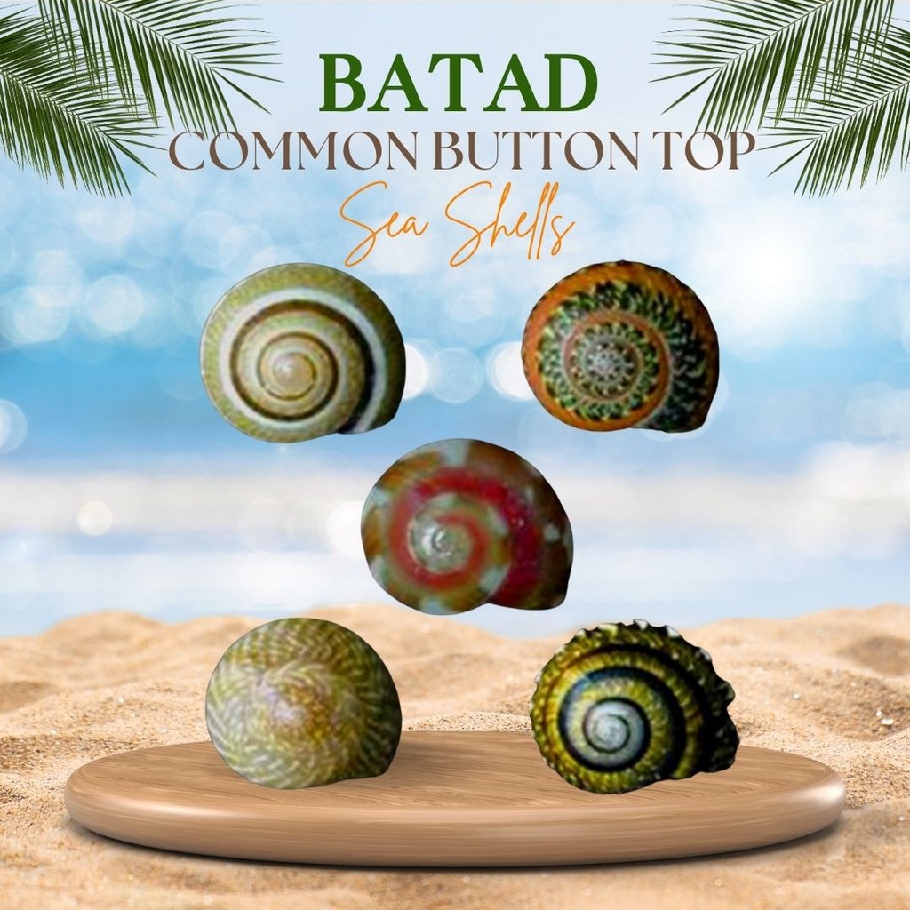 Batad | Common Button Top Seashells | Shopee Philippines