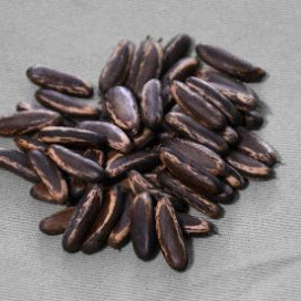 FIRE TREE SEEDS. and seedlings | Shopee Philippines