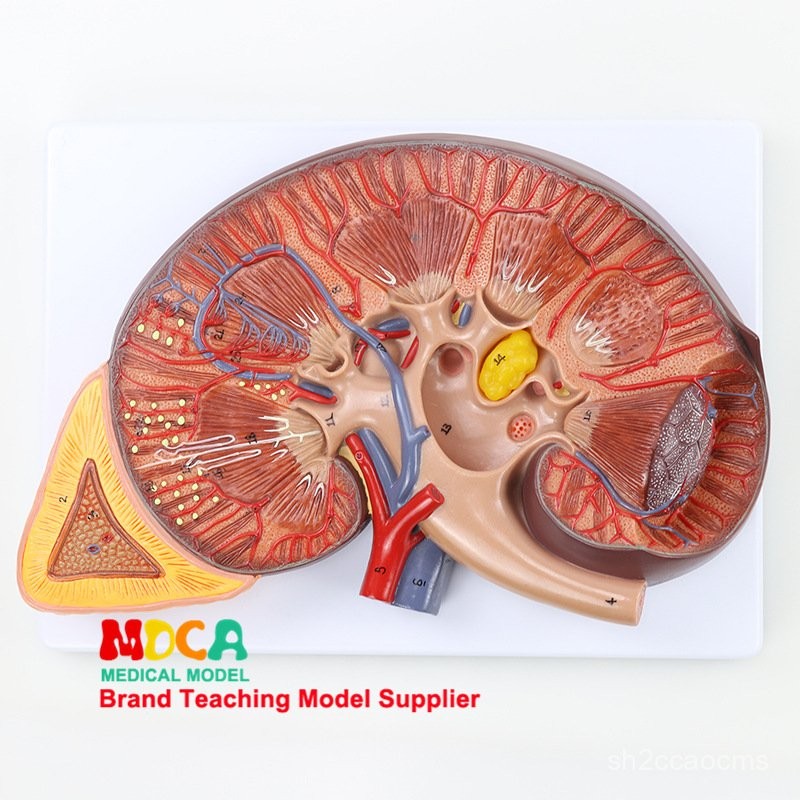 YXDM Zoom in3Components of Medicine MSZ006Human Urology Anatomy ...