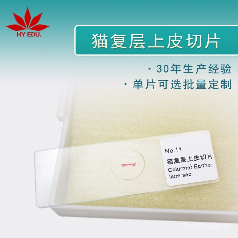 CUVF Cell Cat Manufacturer Microscope Epithelium Wholesale Specimen ...