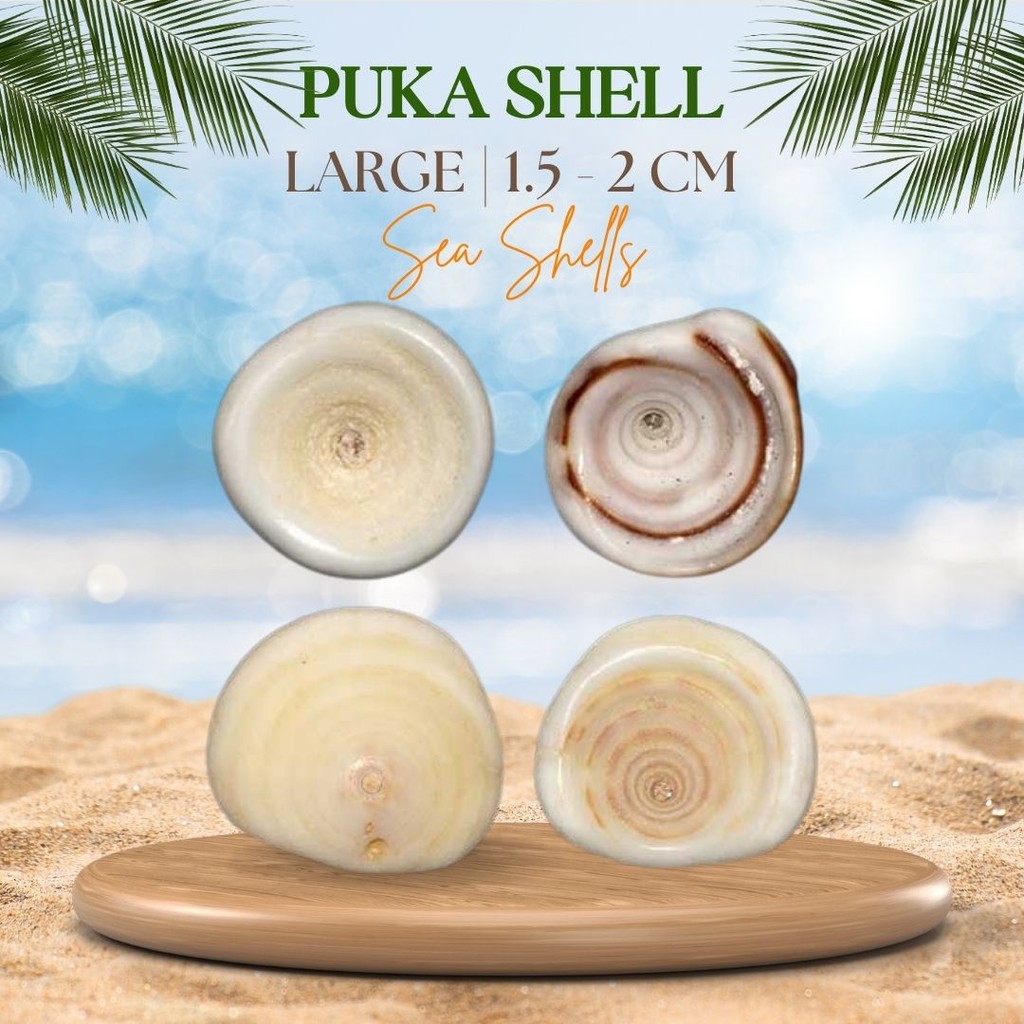 1 Kilo | Puka Shell | Large | 1.5 - 2 cm Seashells | Shopee Philippines