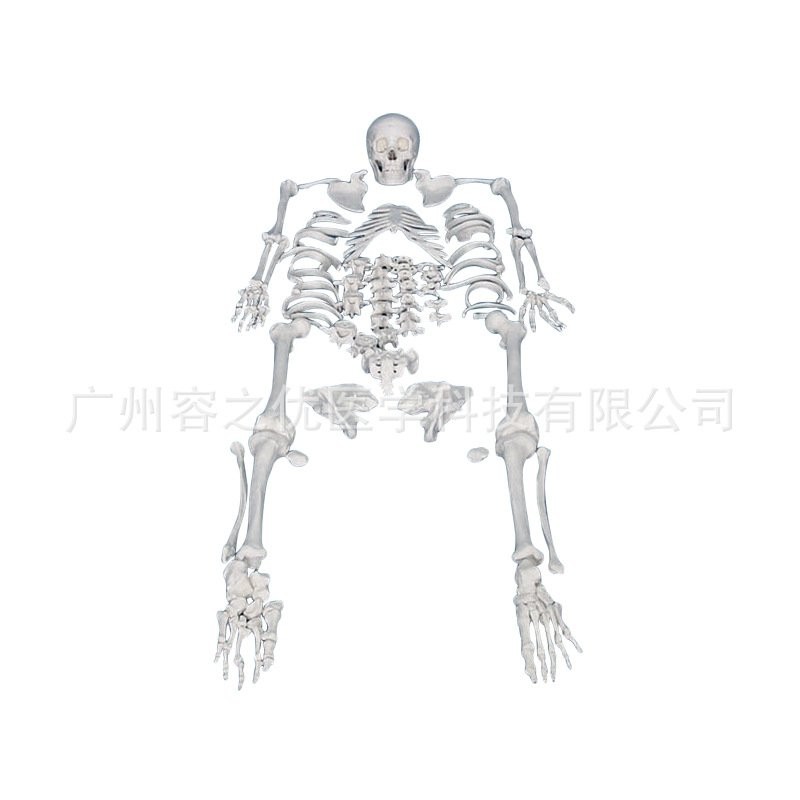 SDVL Skeleton Unlabeled Model Human Skeleton Full Body Factory Direct ...