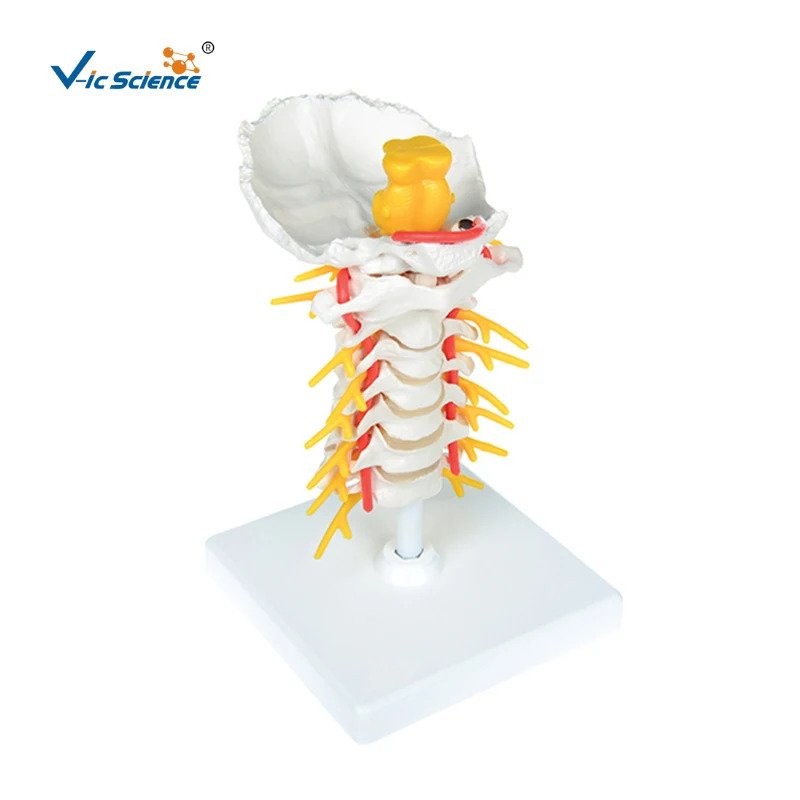 PVC Cervical Vertebral Column With Spinal Nerves And Arteries | Shopee ...