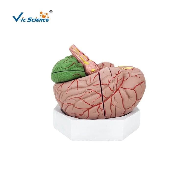 PVC Enlarged Human Brain Anatomical Model For Medical Science | Shopee ...