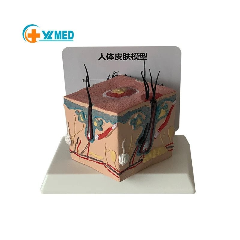 Anatomical Teaching Tools Square Skin Structure During Human Hair ...