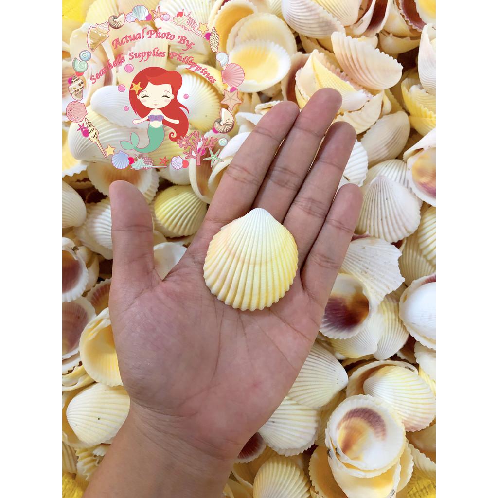 SUPER TINGI TRIAL PACK - 50 GRAMS | Yellow Cockle | Pacific Yellow ...