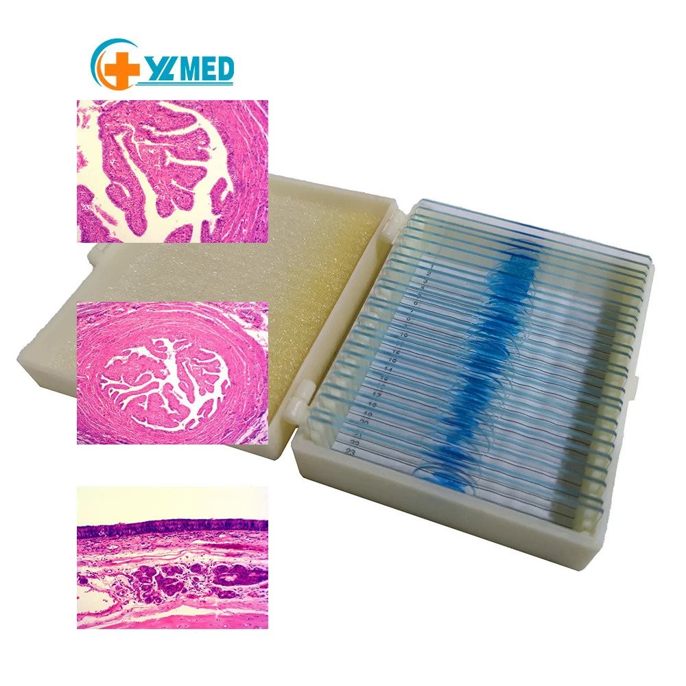 Histology Histology S 6 Microscope Set Human Biological Teaching Slide ...