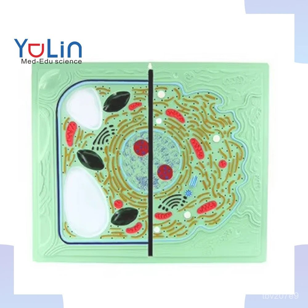 Educational Instruments for Biological Anatomy Science Animal and Plant ...