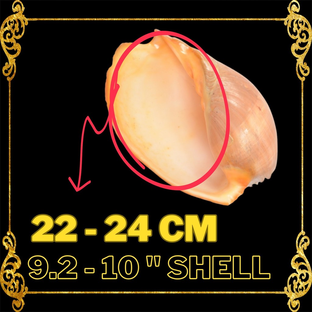 HERMIT CRAB SHELL : Melon Shell | Crowned Baler | Buffed SEASHELLS ...