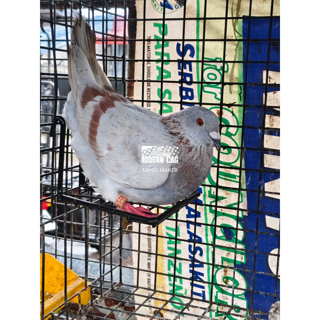 L-perch steelsolid for breeder 5pcs | Shopee Philippines