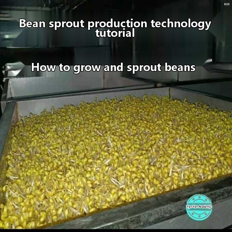 How to make sprout: a tutorial of producing bean sprout | Shopee ...