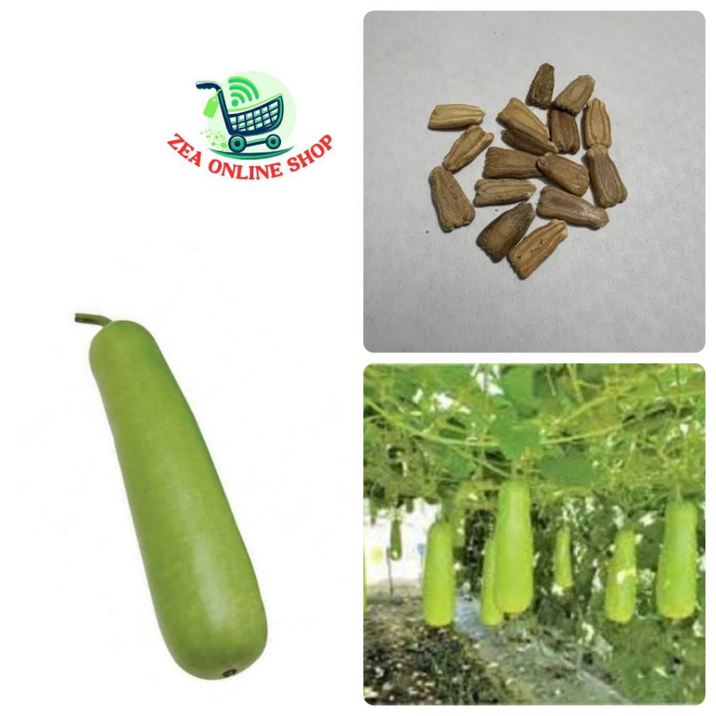 Upo Seeds Tambuli Supreme 15pcs 35pesos per Pack | Shopee Philippines