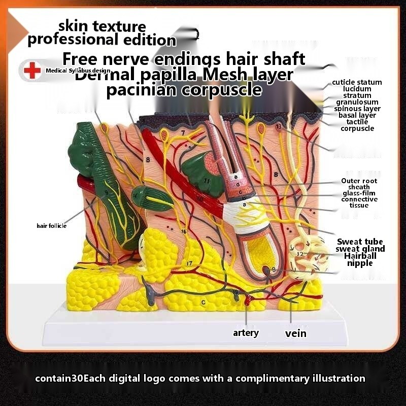 Enlarged anatomical model of human skin hierarchy Injection suture ...