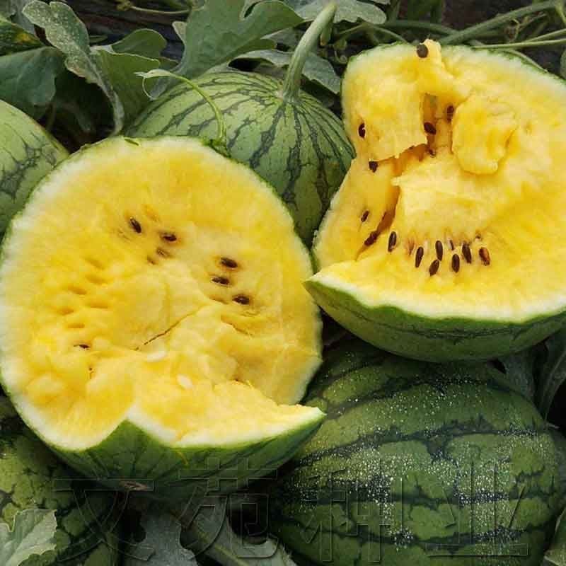 (20 Seeds) Super Sweet Juicy Yellow Watermelon Seeds Pakwan Seeds ...