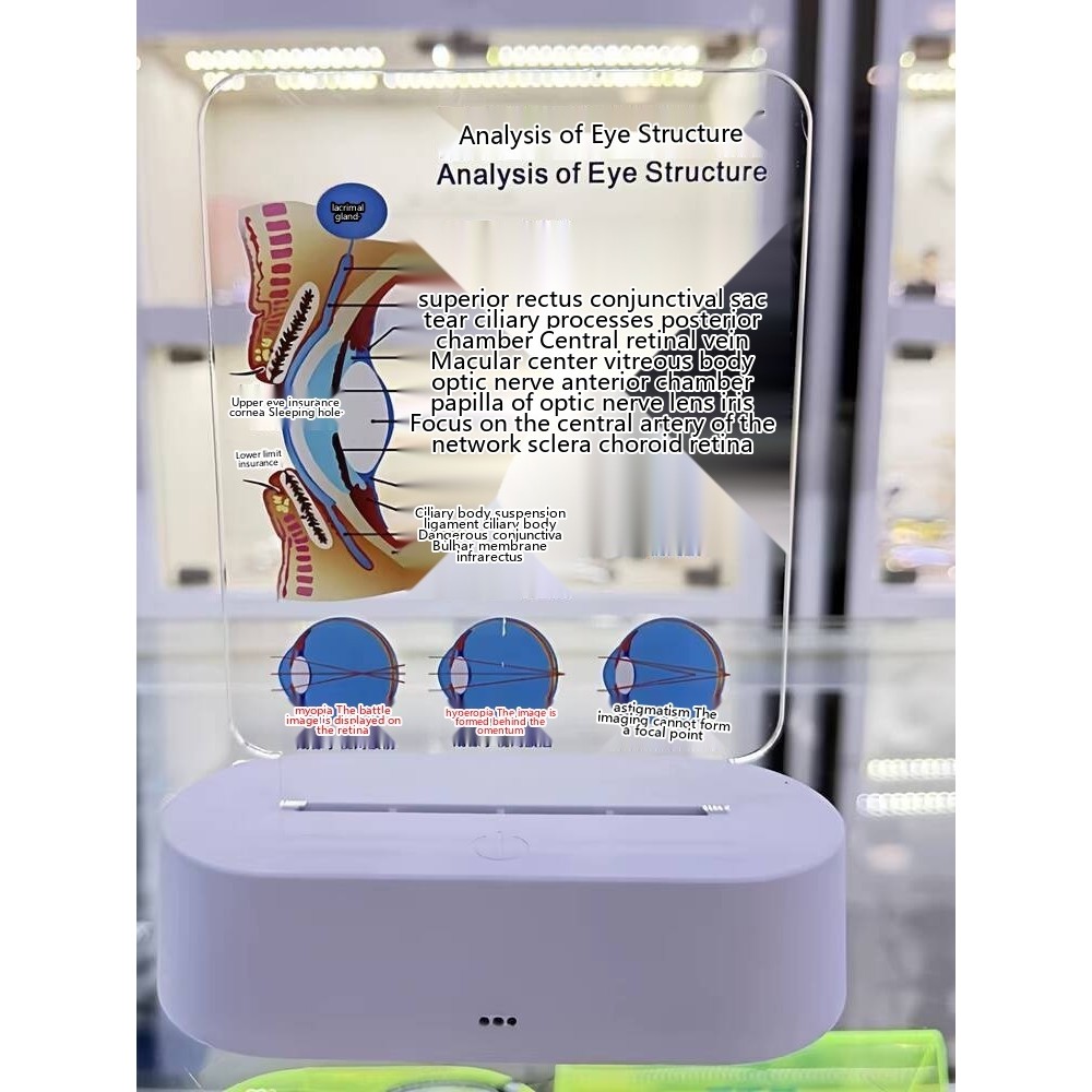 Optical Shop Props Eye Structure Anatomy Diagram Display Explanation ...