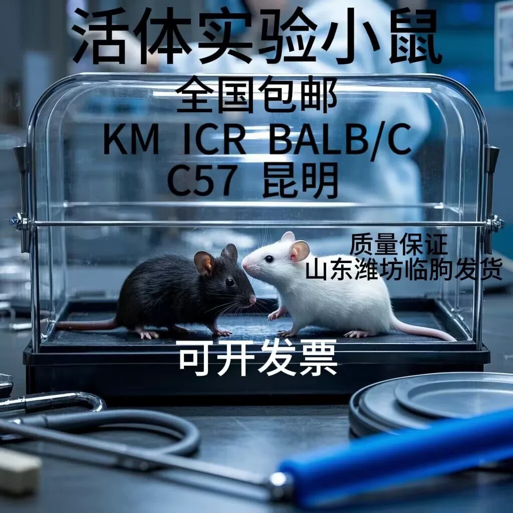 Hot⭐♡ Laboratory mice (SD rats, KMICRBALB/CC57 black mice) are high ...